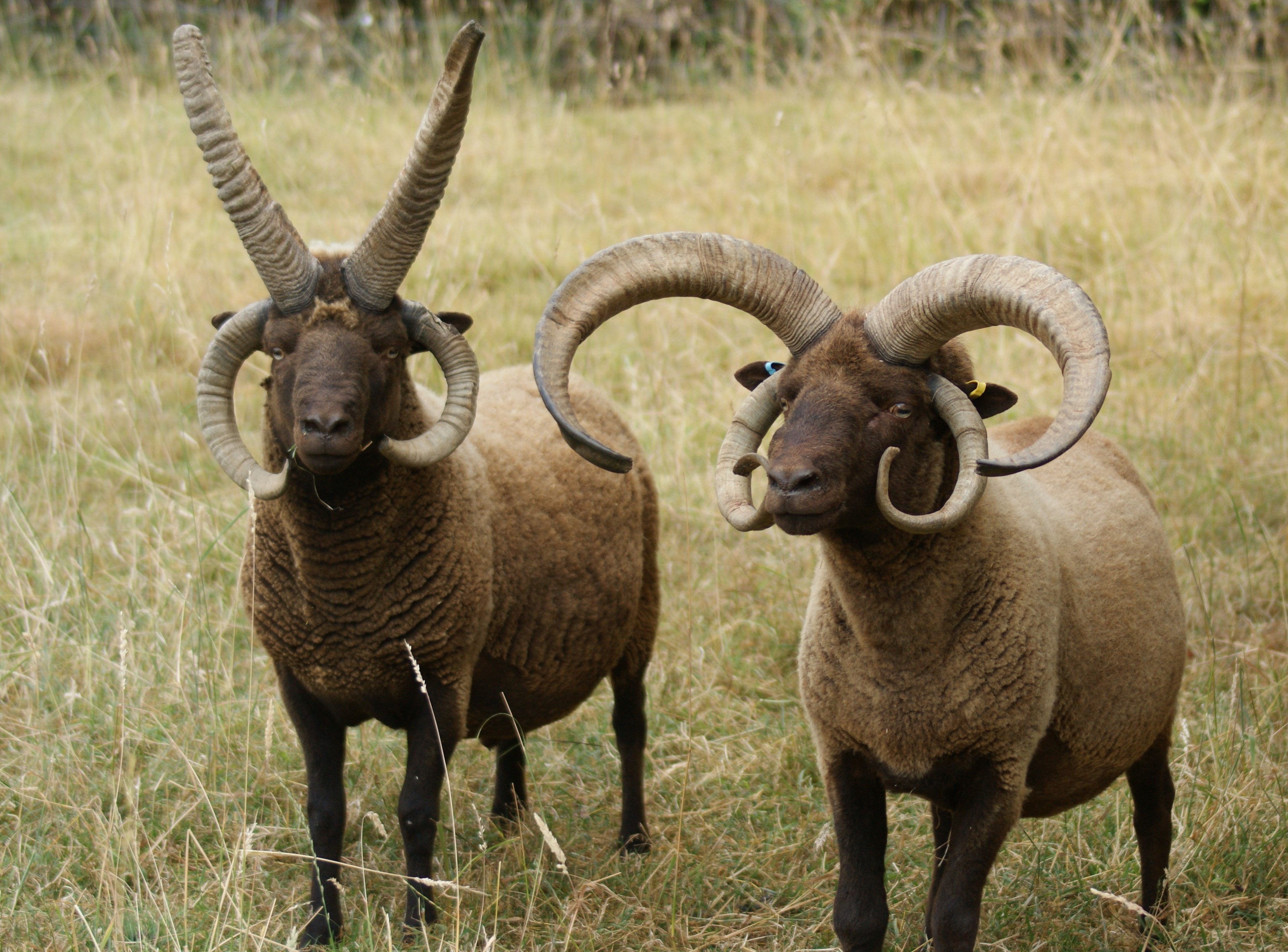 Manx Loaghtan Sheep and Ruth Dalton Consultancy